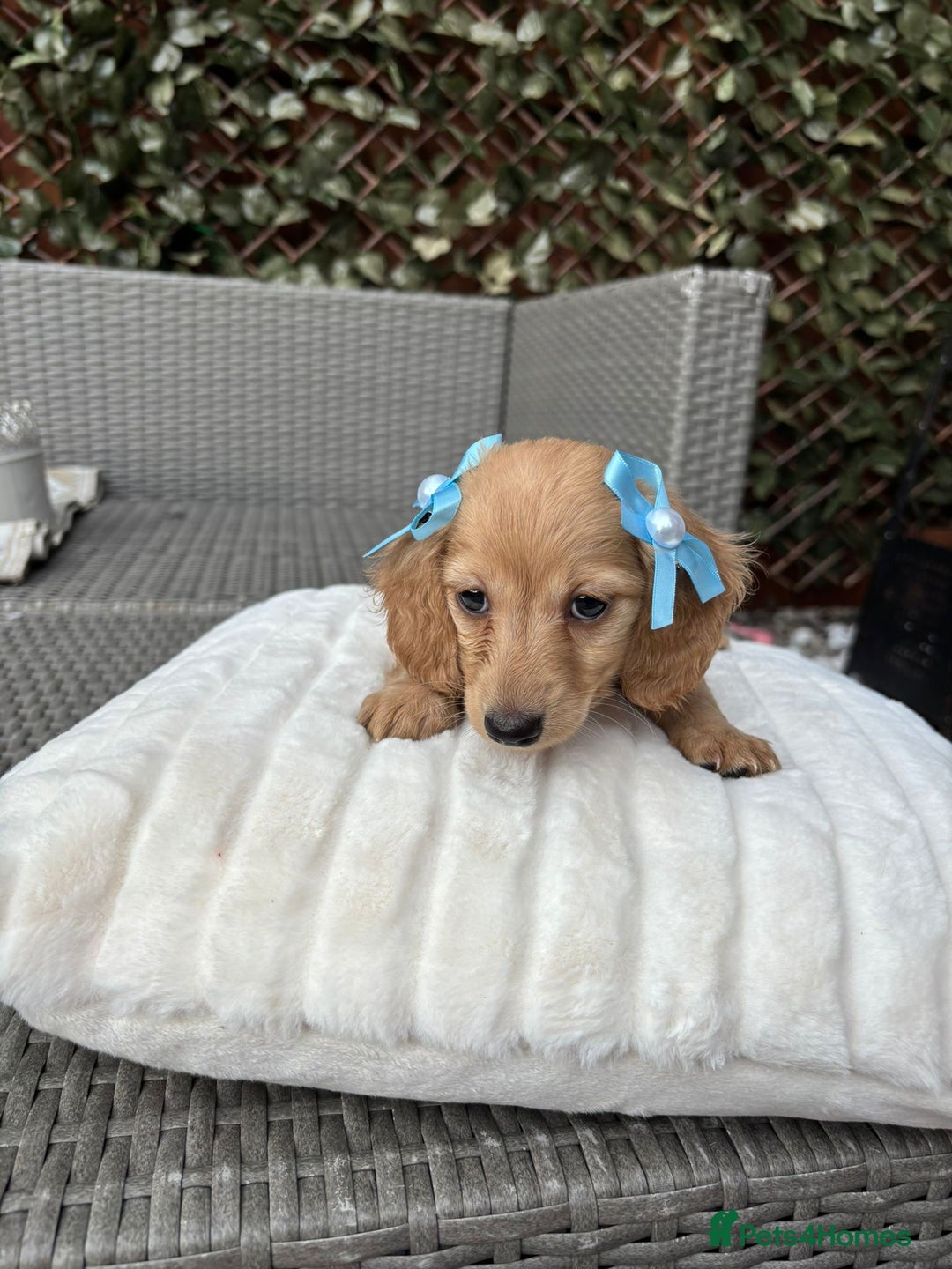 Miniature Dachshund dogs for sale: Long hair cream mini dachshund puppies 30th july in Liverpool - Image 21
