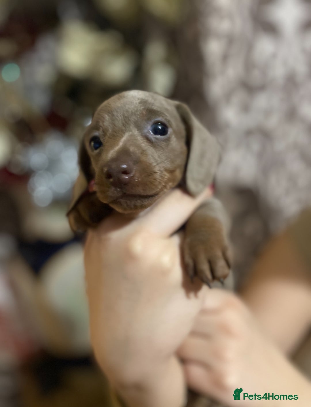 Dachshund dogs for sale: Gorgeous Dachshunds available  - Advert 11