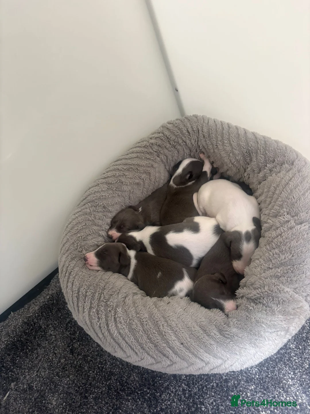 Mixed Breed dogs for sale: Bedlington whippet in Preston - Advert 10
