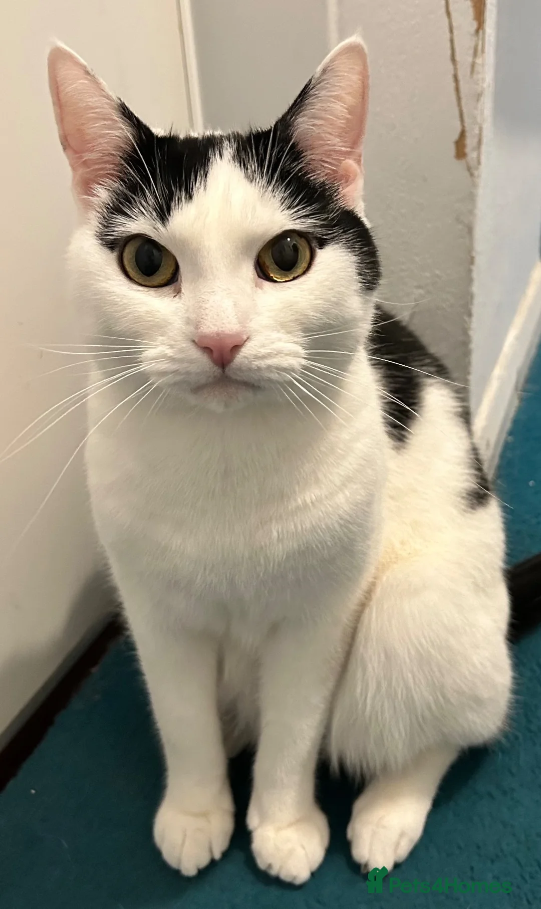 British Shorthair cats for sale: Friendly affectionate 5 year old male cat in London - Advert 2