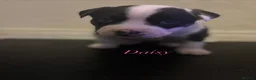 Mixed Breed dogs for sale: 1 Bullkita Puppy Left | Ready 25th May - Advert 7