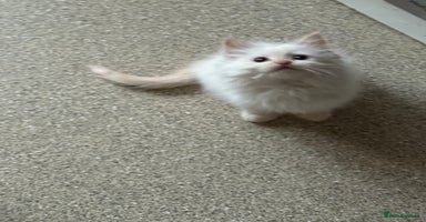 Ragdoll cats - Advert 4