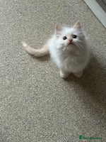 Ragdoll cats - Advert 3