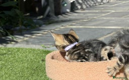 Bengal cats for sale: Bengal Cloud kittens / Maine coon - Image 17