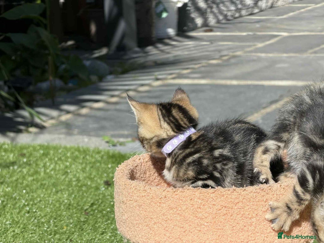 Bengal cats for sale: Bengal Cloud kittens / Maine coon - Image 17