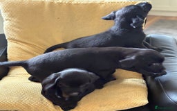 Labrador Retriever dogs for sale: Beautiful Labrador pups - Image 7