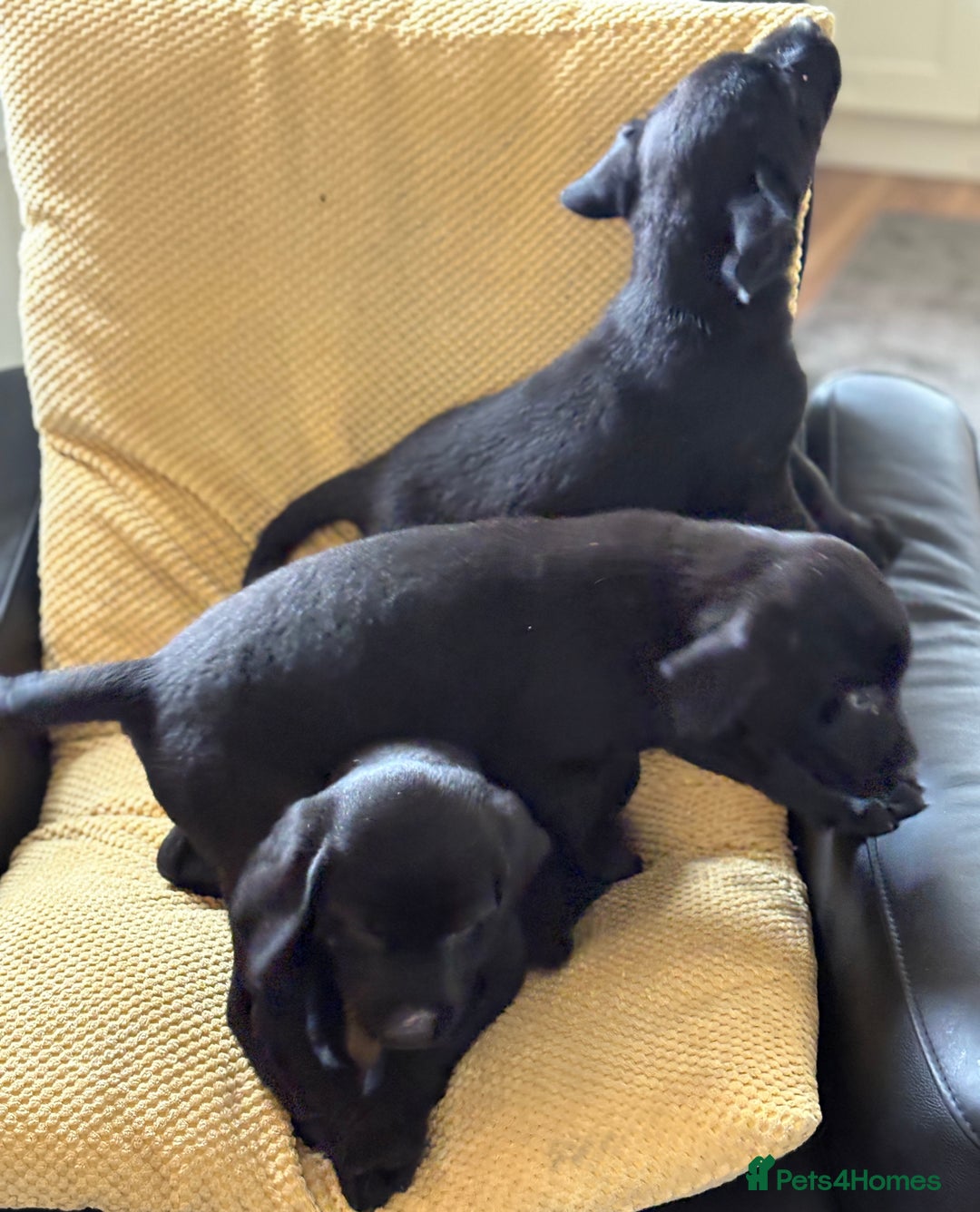 Labrador Retriever dogs for sale: Beautiful Labrador pups - Image 7