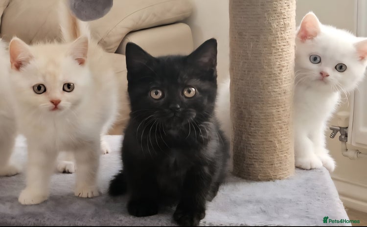 British Shorthair cats - Advert 4