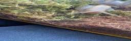 Snails invertebrates for sale: Giant african land snail babies  in Nuneaton - Advert 10