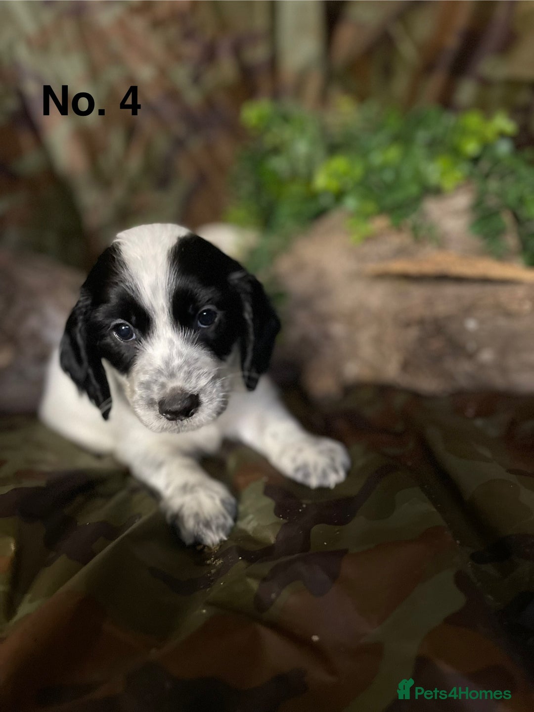Mixed Breed dogs for sale: 8 beautiful cockapoo stunning colours  - Image 4