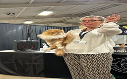 Scottish Fold cats for stud: RoyalOwl Yoshi: Scottish Fold Longhair Stud  in Banbury - Image 13