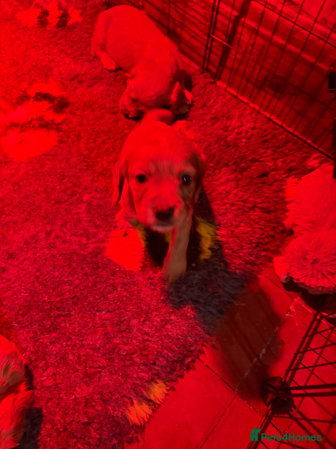 Cocker Spaniel dogs for sale: Golden Cocker spaniel puppies working bred  - Advert 20