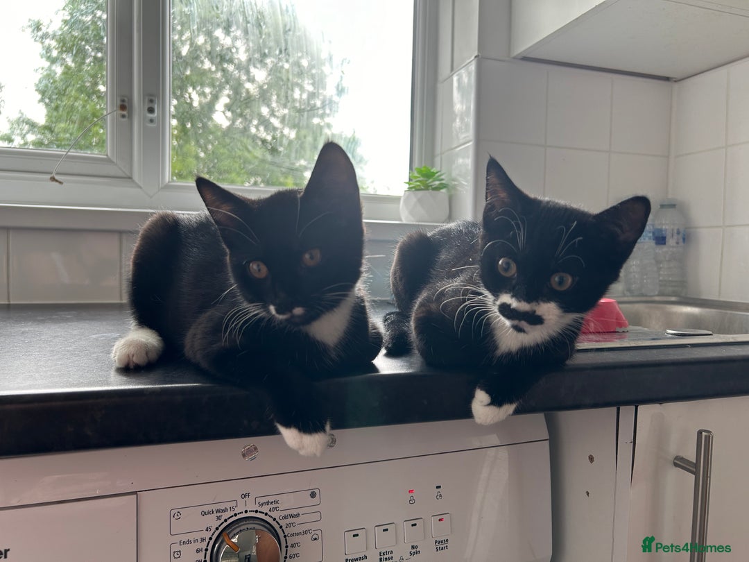 British Shorthair cats for sale: X2 male cats for sale BROTHERS  - Image 1