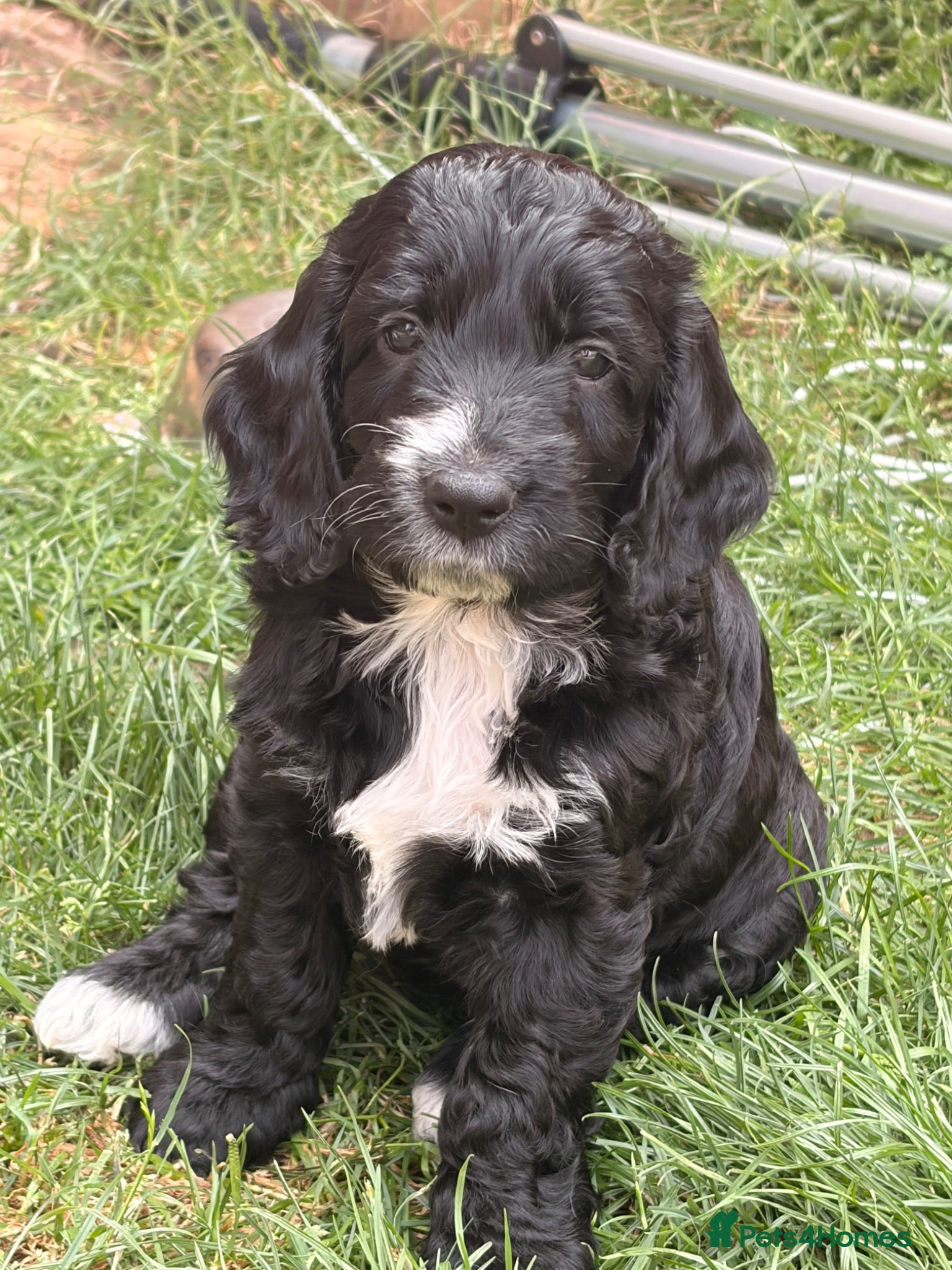 Cockapoo dogs 2 left! F1 show type miniature cockapoos - Advert 16