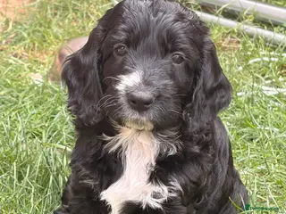 Cockapoo dogs 2 left! F1 show type miniature cockapoos - Advert 16