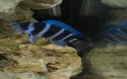 Cichlids fish for sale: 1stGen Tank Bred Frontosa Blue Zaire Moba  - Image 3