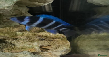 Cichlids fish - Advert 3