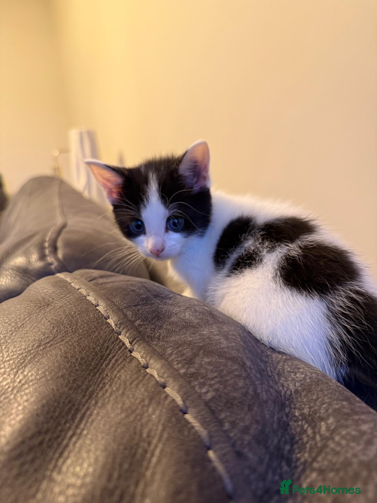 Mixed Breed cats Mixed Maine Coon kittens last 1 - Advert 15