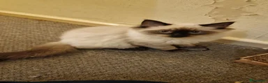 Ragdoll 1