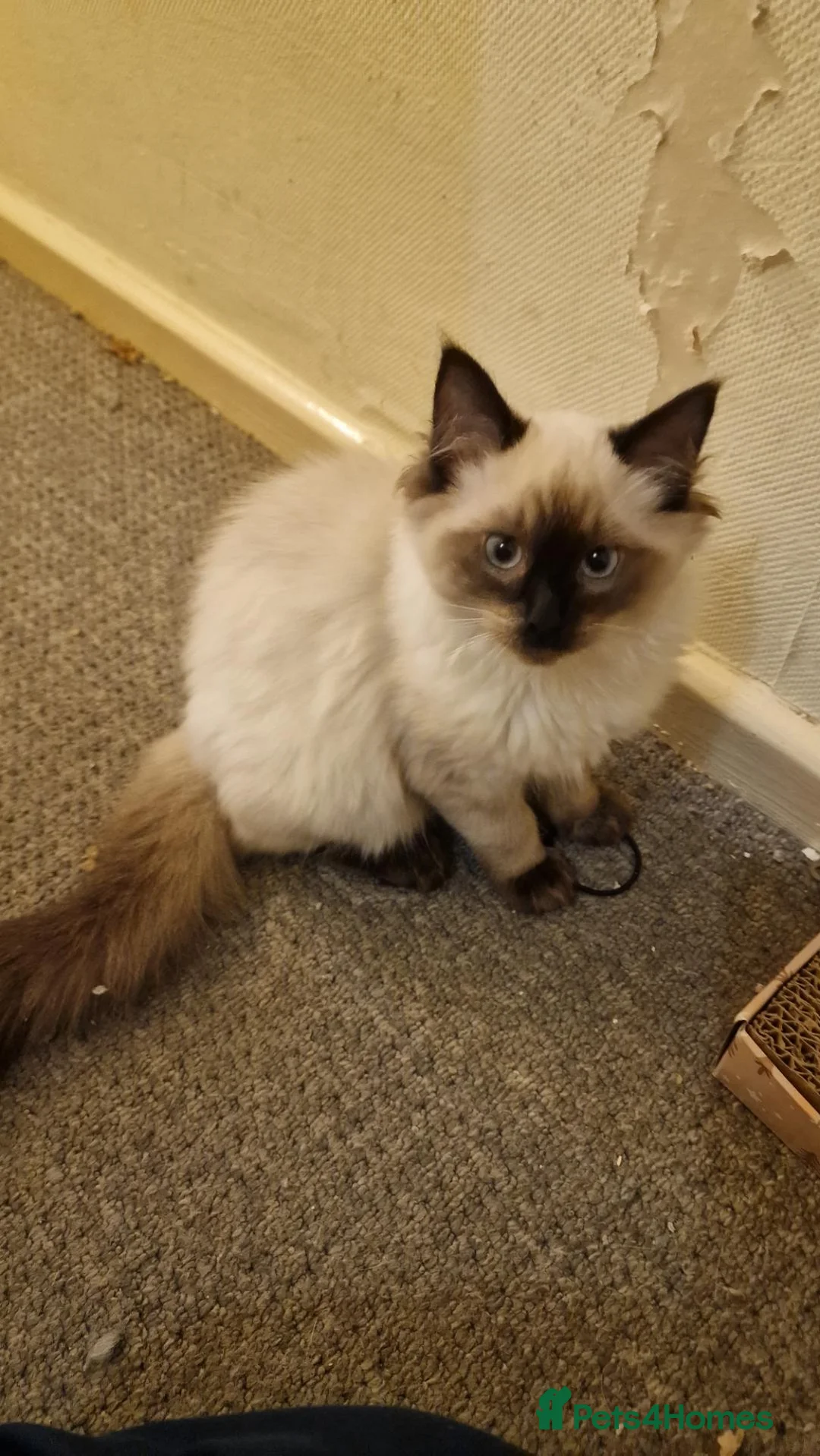 Ragdoll cats for sale: Only 2 beautiful seal point ragdoll kittens left - Advert 2