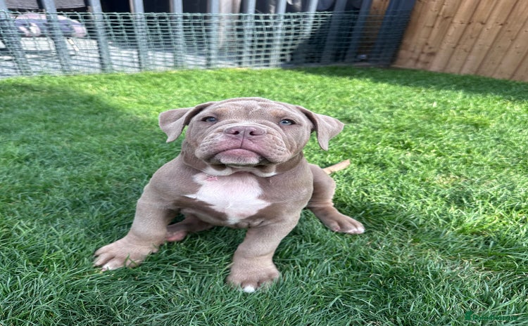 Olde English Bulldogge dogs in Bury Saint Edmunds - Advert 3
