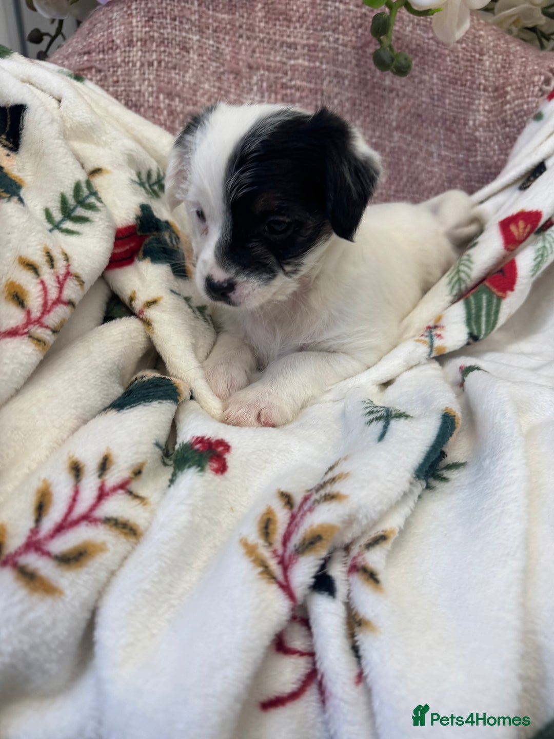 Jack Russell dogs for sale: Jack Russell  x Shitzu puppies  - Advert 7