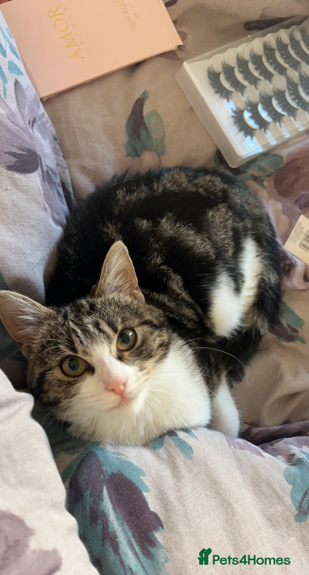 Domestic Shorthair cats for sale: 4 year old for adoption - Advert 7