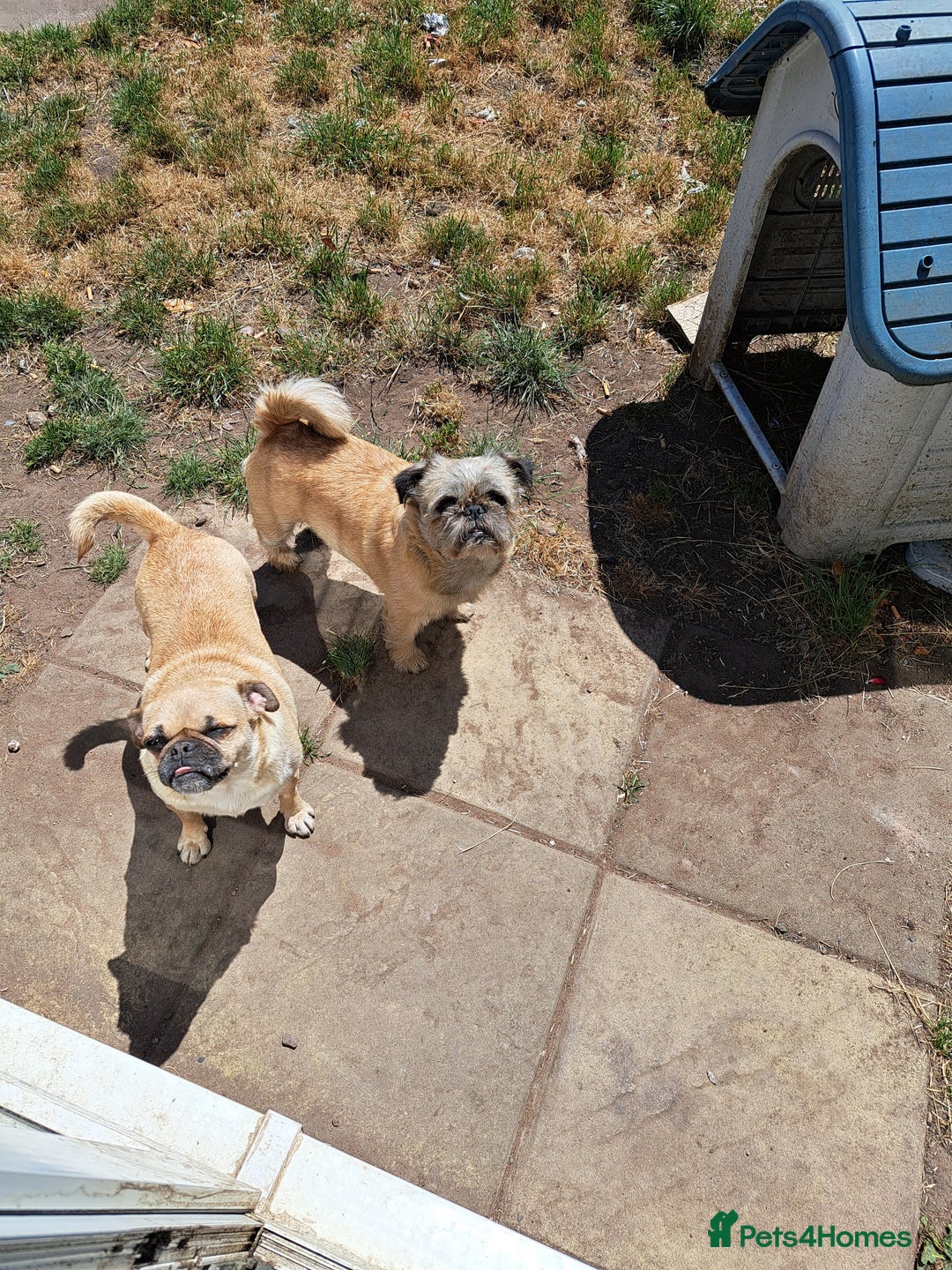 Mixed Breed dogs for sale: Beautiful litter of pug cross shih-tzu  ♥️ - Advert 3
