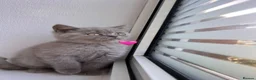 Scottish Fold cats for sale: Beautiful Scottish Fold and Scottish Straight 🐾 - Advert 23