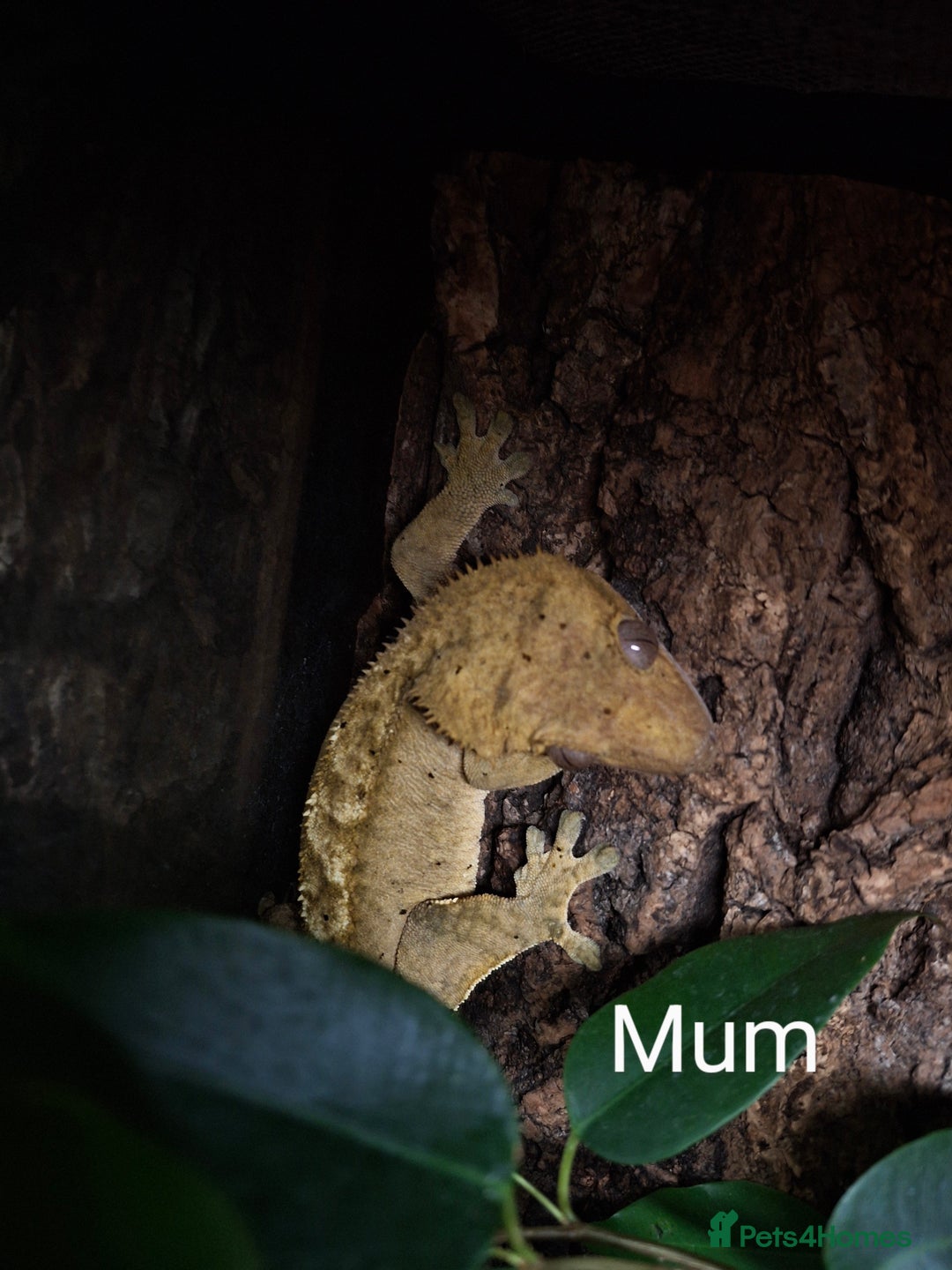 Gecko reptiles for sale: Baby crested geckos  in Doncaster - Image 14