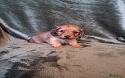 Miniature Dachshund dogs for sale: KC LONGHAIRED MINIATURE DACHSHUNDS  - Image 17