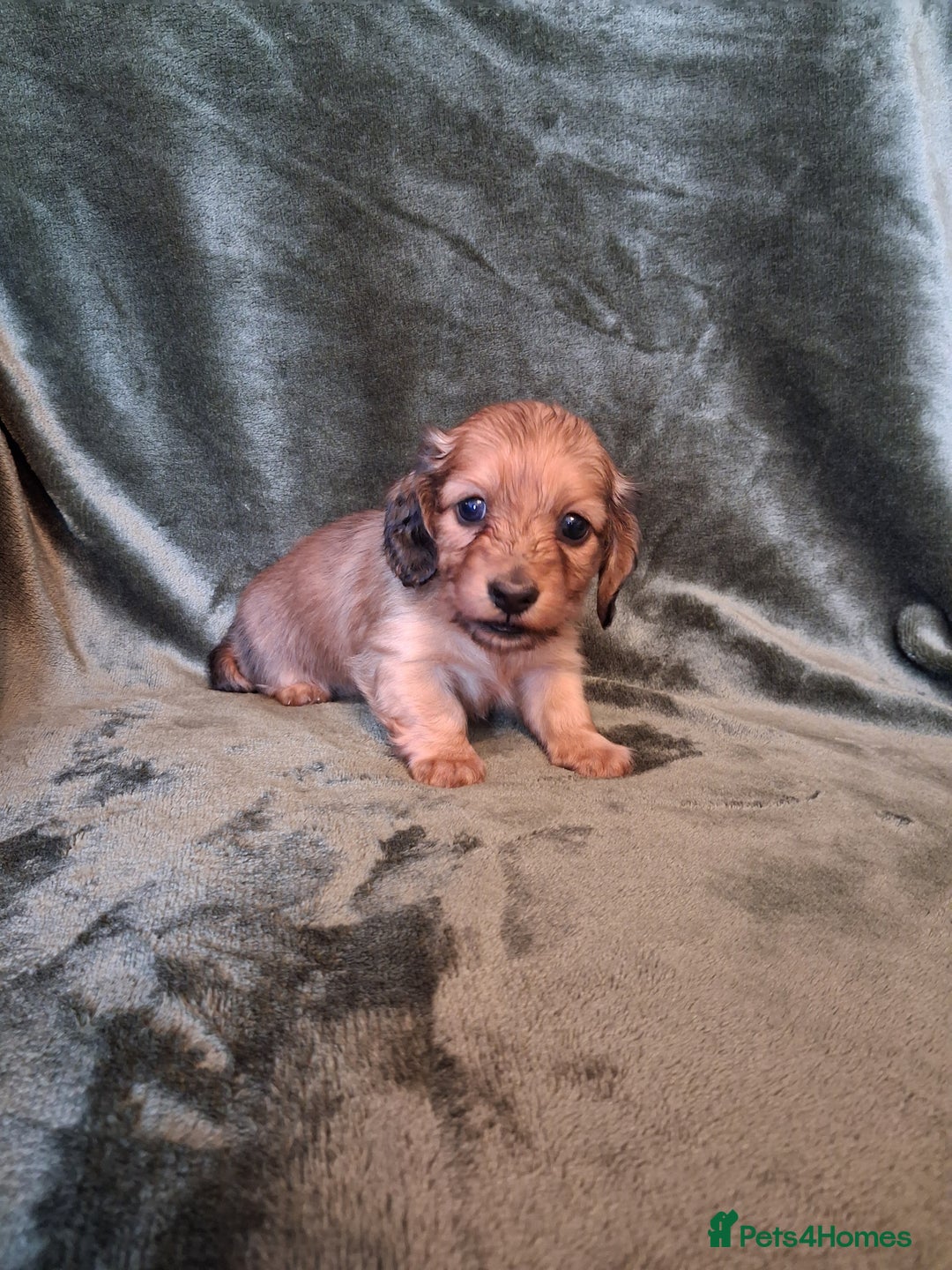 Miniature Dachshund dogs for sale: KC LONGHAIRED MINIATURE DACHSHUNDS  - Image 17