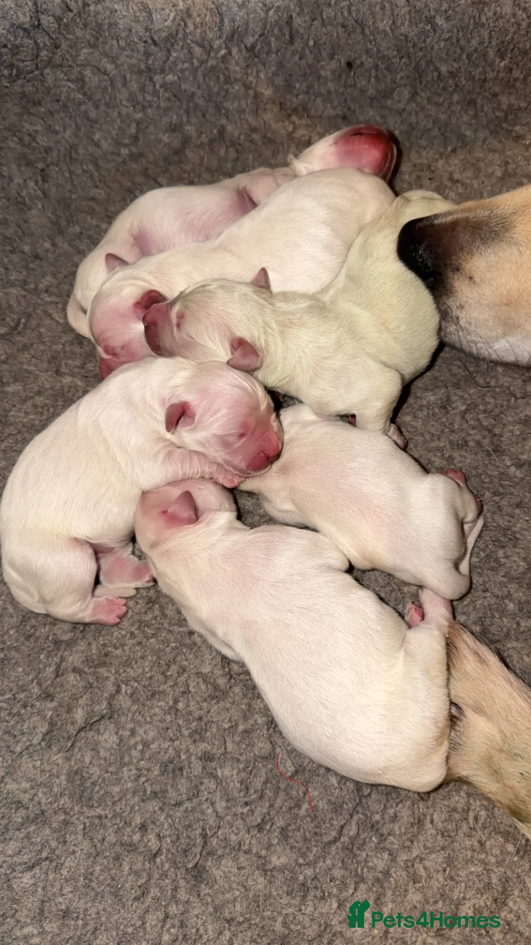 Golden Retriever dogs for sale: KC REG WHITE FULLY HEALTH TESTED PARENTS - Image 1