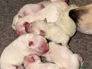 Golden Retriever dogs - Advert 4