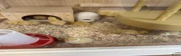 Quail poultry for sale: ** QUAIL HATCHING EGGS ** - Advert 5