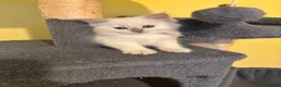 Ragdoll cats for sale: RARE CINNAMON CARRYING RAGDOLL KITTENS AVAILABLE  - Advert 15