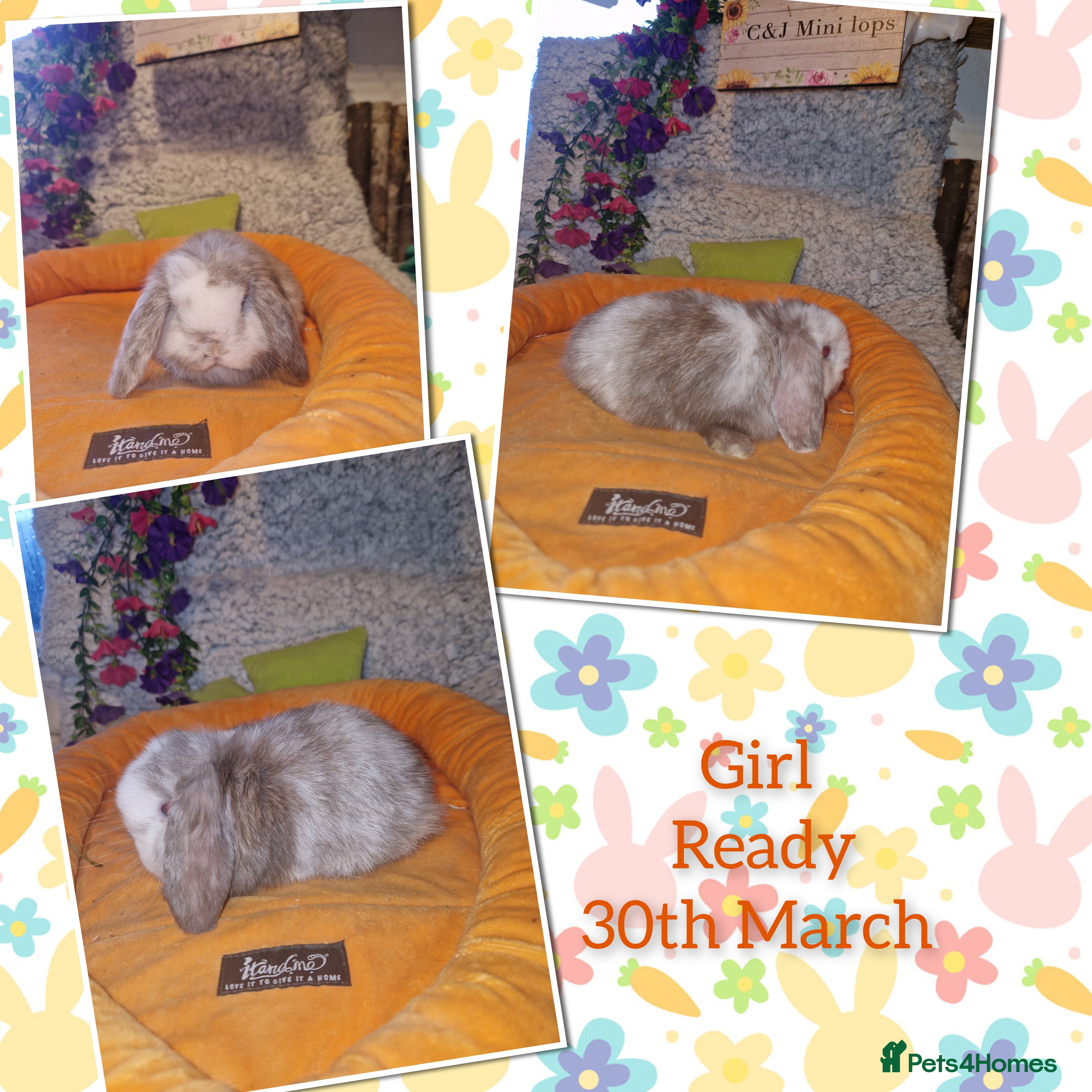 Mini Lop rabbits Stunning mini lop kits to reserve.  - Advert 1