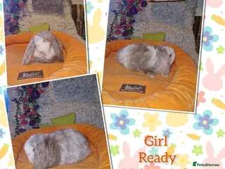 Mini Lop rabbits Stunning mini lop kits to reserve. - Advert 1