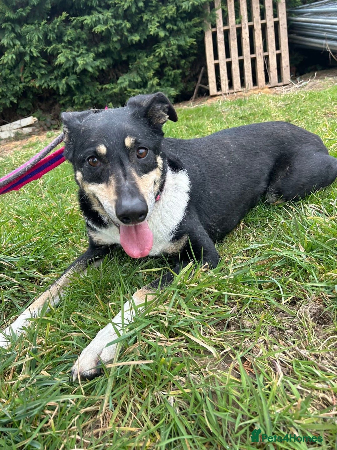 Mixed Breed dogs for adoption: Lottie - Norwich Norfolk  in Norwich - Advert 11