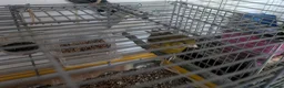 Canaries birds for sale: 6 canaries for sale - Advert 7