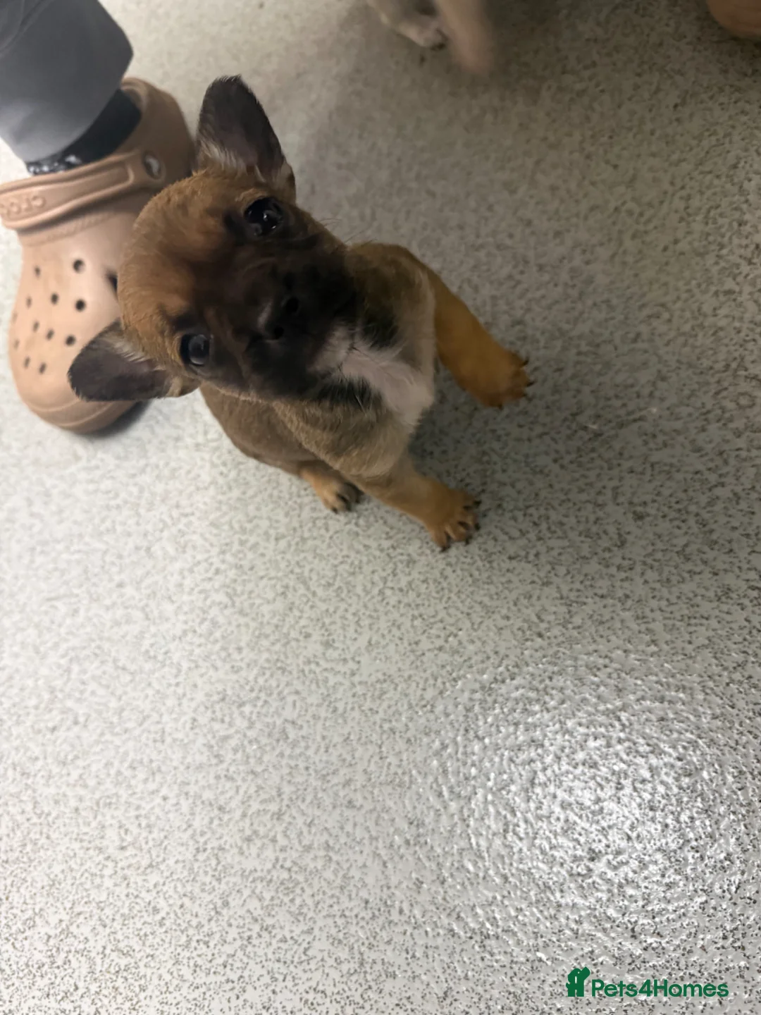 Mixed Breed dogs for sale: Gorgeous Frenchie x chihuahua girl - Advert 2