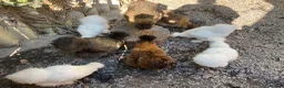 Chickens poultry for sale: White silkies in Pwllheli - Advert 3