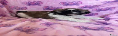 Shihpoo Puppy 2