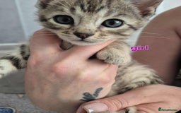 Mixed Breed cats for sale: Mixed bengal kittens  - Image 15