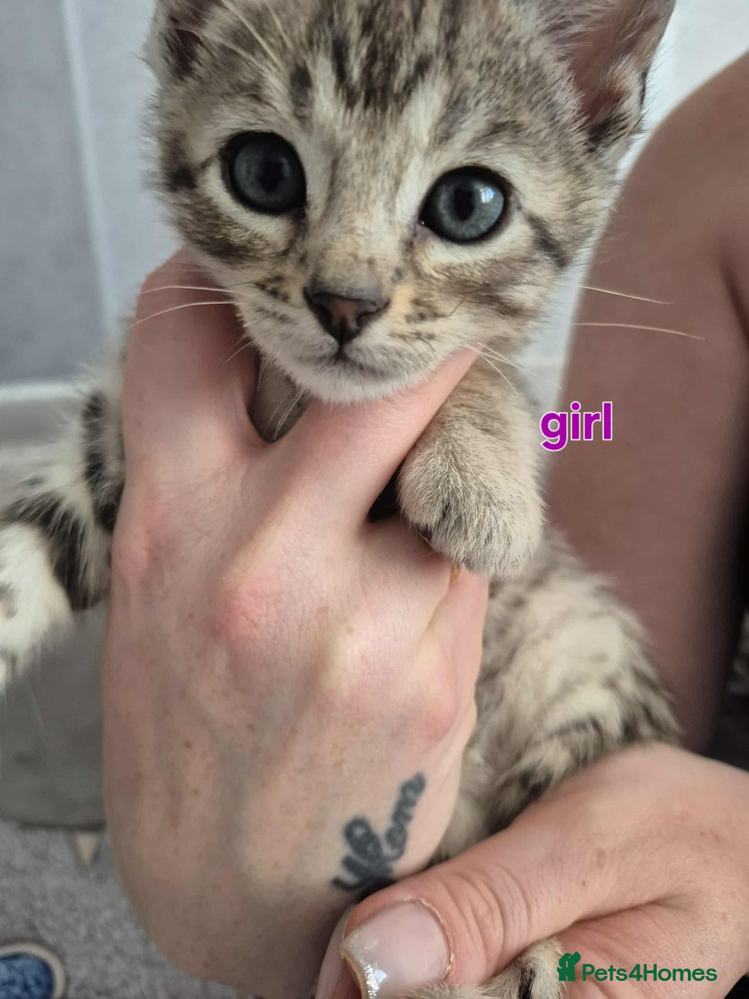 Mixed Breed cats for sale: Mixed bengal kittens  - Image 15