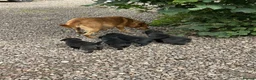 Labrador Retriever dogs for sale: Premium Labrador Puppies – Black and Charcoal - Advert 10