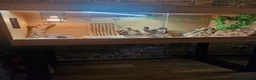 Bearded Dragon reptiles for sale: 4ft vivarium for bearded dragon or similar  in Keighley - Advert 4