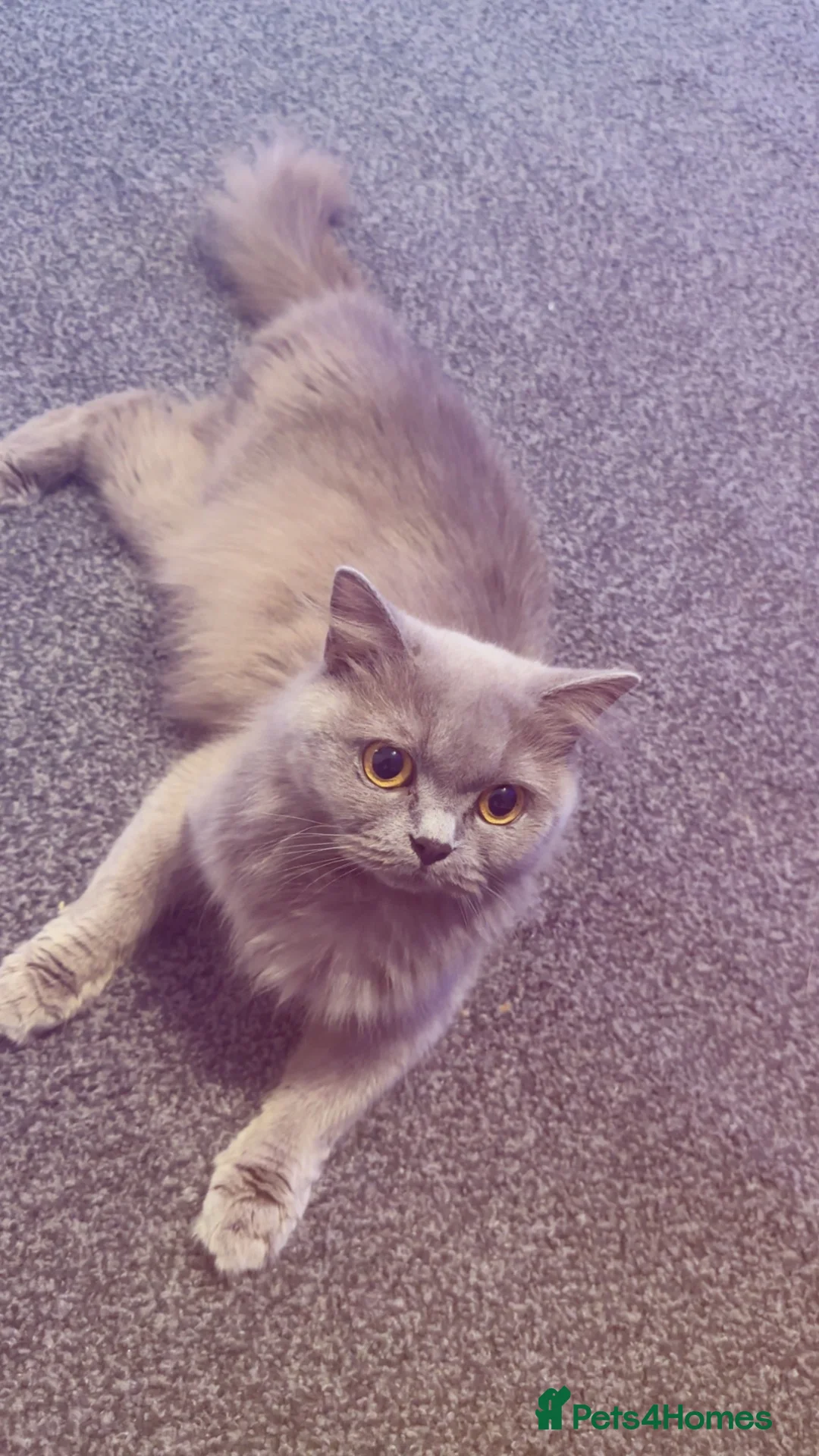 British Shorthair cats for sale: 4 dark chocolate beautiful British shorthairs  - Advert 11