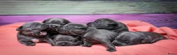 Staffordshire Bull Terrier dogs for sale: 💚💚💚BLUE STAFFIES 💚💚💚 - Advert 6