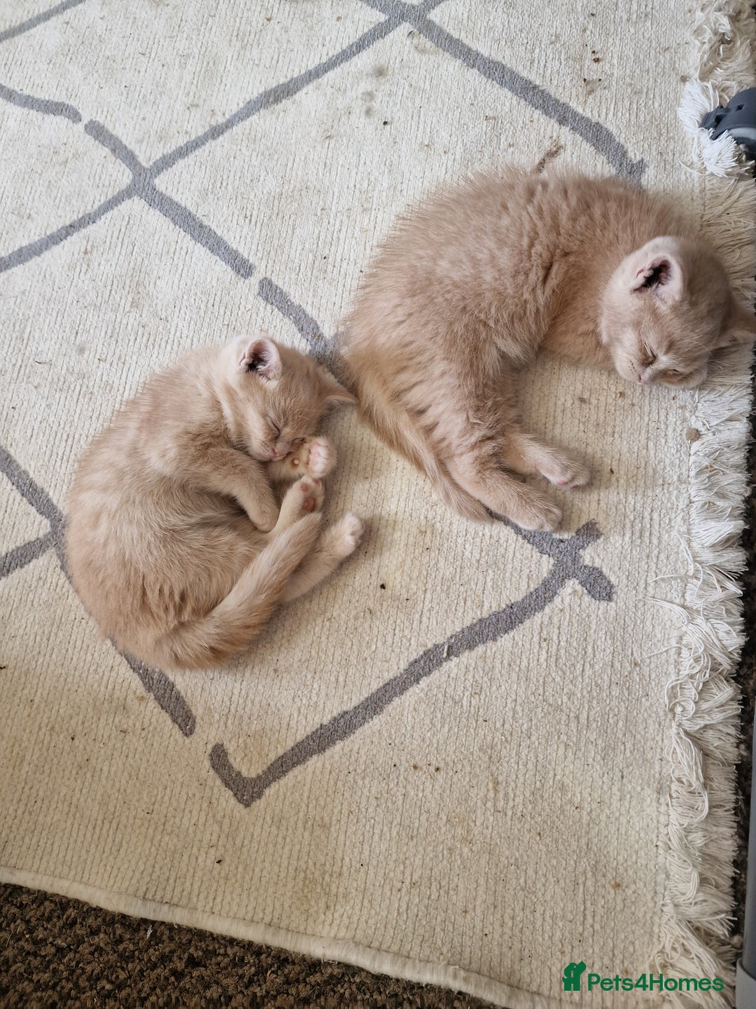 British Shorthair cats for sale: Pure British shirthair ready for new parents - Image 3